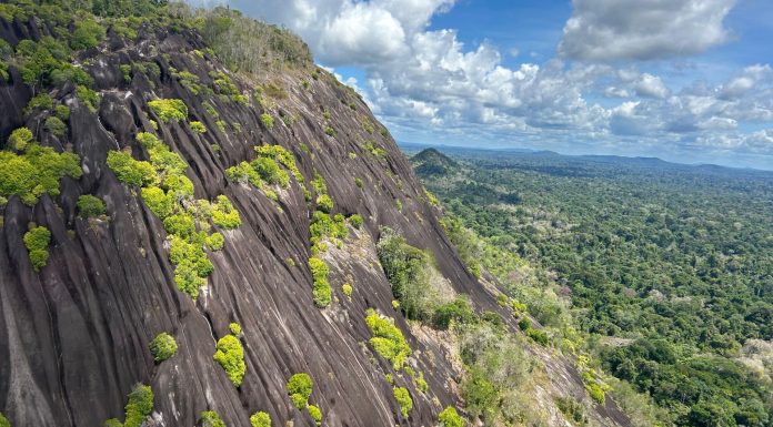 This South American Nation Pledged to Protect 90% of its Forests